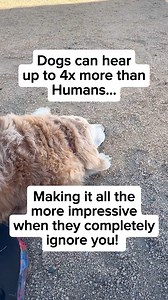 Selective hearing at its best! 🐶 | Sara L