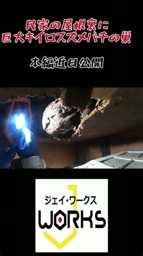 1階屋根裏に巨大スズメバチの巣…室内から開口して手駆除 滋賀のハチ駆除「ジェイ・ワークス」#スズメバチ #蜂の巣 #ハチ駆除 #スズメバチ駆除 #屋根裏 #天井裏 #害虫駆除 #滋賀県 #多賀町