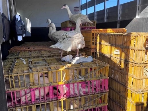 200 Ducks Rescued From Truck After Driver Dies