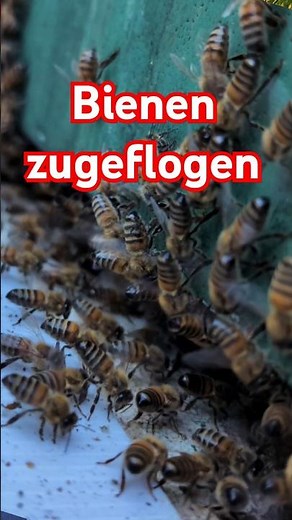 Bees: Swarm flying in?