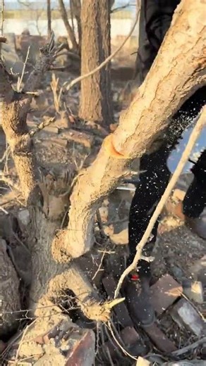 Powerful Tree Cutting with Hand Saw 🪚 | Satisfying Wood Cutting#satisfying #pruning