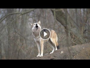 A Mysterious and Wonderful Wolf Song Video
