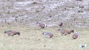 Lovely views of the long-staying drake American Wigeon in the Ringasta / Brow area of the south Mainland of Shetland this week. Video from Wednesday by Hugh. More on our award-winning and unrivalled wildlife tours with the best naturalist and birding guides in Shetland at http://www.shetlandwildlife.co.uk/holidays/wildlife.htm | Shetland Wildlife