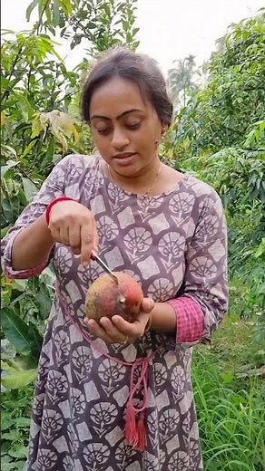 Ripe mango harvest # red palmer mango#minivlog