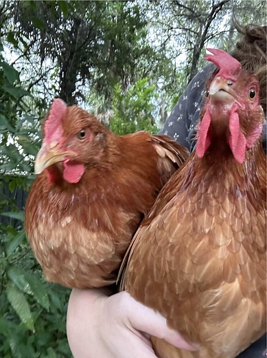 This is the method show poultry judges use to place layer chickens. There are other ways to determine laying too, including size and color of the comb and wattles, amount of pigmentation in the legs, etc, but comparing abdominal capacity is generally the most foolproof! #chicken #chickens #eggs #farmlife #fyp