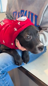 Huntley, IL. It’s officially sweater weather 🍂🧣 Our shelter pups are rocking their cozy looks and dreaming of finding families to snuggle up with this fall. ❤️🐾 Adopt love. Adopt warmth. Adopt one of them. #SweaterWeather #AdoptDontShop #RescueDogs #CozySeason #animalhouseshelter | Animal House Shelter