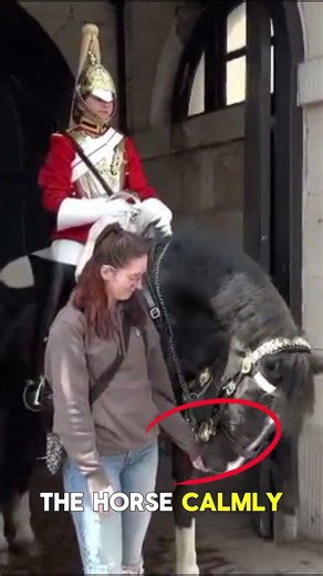 KIND HANDS CALM HEARTS A BEAUTIFUL BOND WITH A ROYAL HORSE