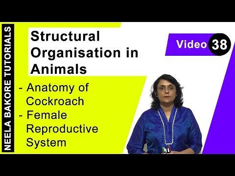 Structural Organisation in Animals | NEET | Anatomy of Cockroach - Female Reproductive System