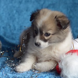 940 reactions · 98 shares | Your New Soundtrack for the Holidays. Click for Details! | SiriusXM | Facebook