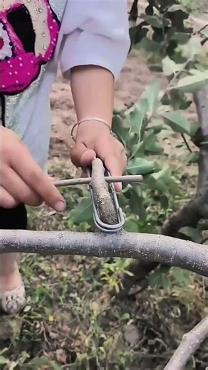 Smart Tools to Fix Fruit Tree Branches