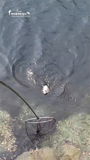 남해 물건방파제 던지면 물어주는 감성돔,#낚시 #fishing #남해군 #남해 #바다 #감성돔낚시 #물건방파제