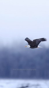 2 bald eagles clash over salmon.These battles, or “dogfights,” can be intense but are often harmless, especially when the food source is plentiful. #baldeagle #eagles #wildlifephotography #wildlife #natgeo #wildalaska #alaska #bbcearth #earth #natgeowild #baldeagles #baldeaglesofinstagram | Mark Bouldoukian Photography