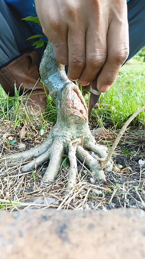 13K views · 279 reactions | Sticking technique to make the first branch #wrightiareligiosa #bonsaitree | Karimun Java | Facebook