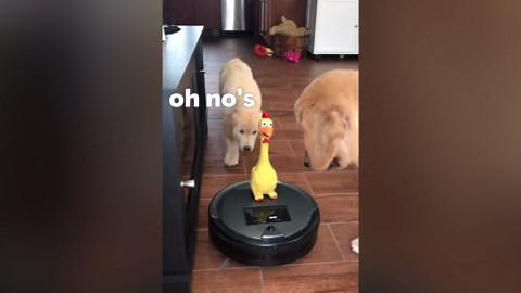 Golden Retriever vs. The Roomba