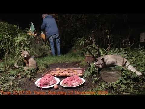 Foxheaven Dublin Ireland Livestream