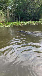 966K views · 2.2K reactions | Today’s adventure… Everglades & Alligators  | JoJo's Cupcakes | Facebook