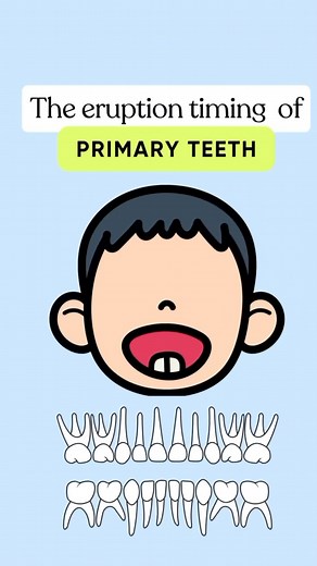The eruption timing of primary teeth . . . Via @dr.aadyan 👏 #dentistry #dentist #dental #dentistry #dental #dentist #dentists ##dentalhygienist #dentalart #doctor #doctors #toothimplant #dentalrestorations #dentalradiography #dentalveneers #dentalclinic #alldentfor #dentalclinicdesign #dentalimplants #teeth #tooth #dent | Dentistry Zone