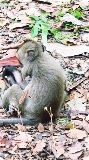 monkeys hug each other #animals #monkey