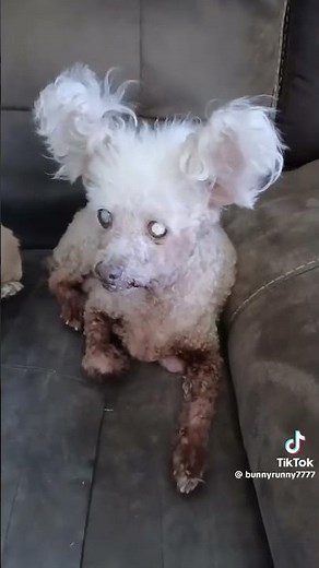 credits to Debra from tiktok!! #funny leeda beeda boda butt