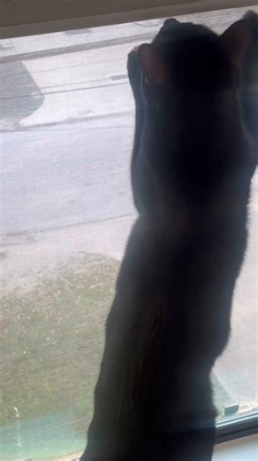 2 Cats vs 1 Ladybug #cuteanimals #cat #kitten #animals #catvideos #cuteanimals #cutecat #viral