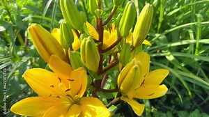 A yellow lily flower grows in a flower garden on a summer sunny day. Blooming lilies in summer. Beautiful bright yellow lily flowers in the garden Stock Video