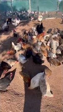 عودة الدجاج إلى الإنتاج الحمدلله شاهد حصيلة البيض لهذا اليوم ماشاءالله #chicken #vir#viralvideo
