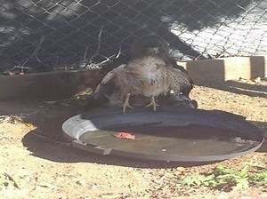Red-Tailed Hawk Rescued Near Hemet After Deadly, 'Violent' Air Battle