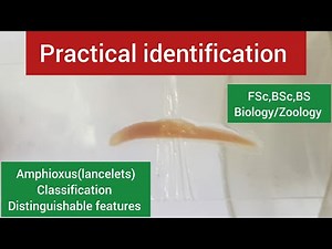 Amphioxus distinguishable features|Lancelets characteristics| Classification| Branchiostoma facts