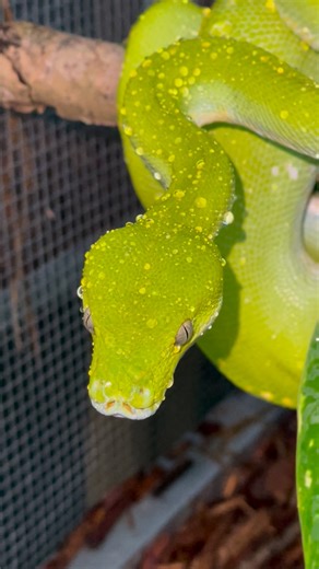 Aaron Hopper on Instagram: "Looking good after a shed and a shower of rain 🌧️ 🐍 Green Tree Python (Morelia viridis) . . . . . . . #reptile #snake #animalsofinstagram #greentreepython #reptilekeeper"