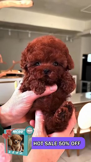 🎥 Meet Nico — Your Adorable AI Robot Puppy! 🐶 Enjoy the joy of having a pet without the mess or stress! Nico walks, barks, and wags its tail just like a real puppy — bringing endless fun and companionship to your home. 💖 Perfect for kids, adults, and dog lovers alike! 🏡✨ #AIInteractiveDog #LowMaintenancePet #SmartPet #UKPetCompanion #fyp #tiktokshop #AmazonFinds | Humpmup