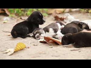 Newborn Puppy’s First Steps – Adorable Moment as Tiny Pup Learns to Walk!