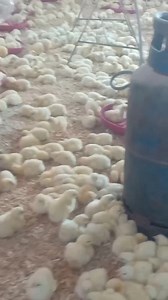 2.2K views · 36 reactions | كتكوت افيان شركه الحلوجي عمر الفراخ 3ايام  جميع القطيع حجم واحد تجانس100٪ #شركه_الحلوجي_رقم_واحد_في_السوق☝ 01009057556 | شركه الحلوجي للإنتاج الداجني | Facebook