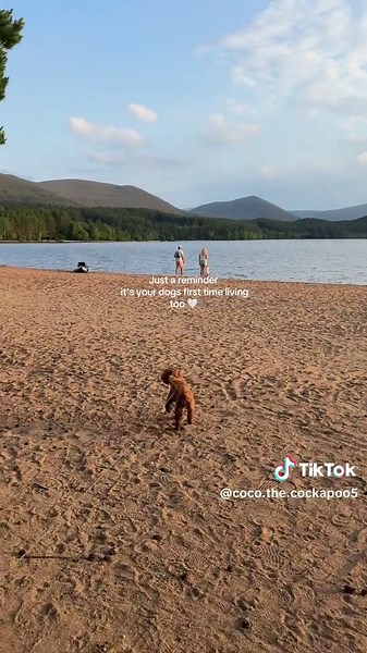 Exploring Scotland with Cockapoo: A Dog's First Adventure