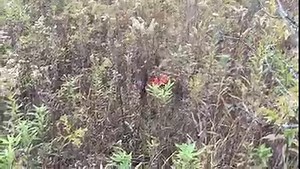 🐰 Our favorite beagle, Ruby, is ready for rabbit season! Ruby and Brian Plasters, our Wild Ohio magazine editor, have been hunting together for years. Here’s a short clip when they went to run a rabbit at a wildlife area in central Ohio. #huntohio | Ohio Division of Wildlife