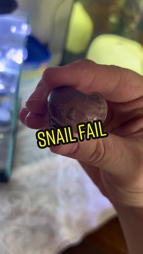 Snail Fail: Avoiding Rimless Tanks for Mystery Snail and Betta Fish Care