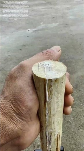 Holzretter am Werk: Wie Nägel Risse in Baumstämmen verschließen