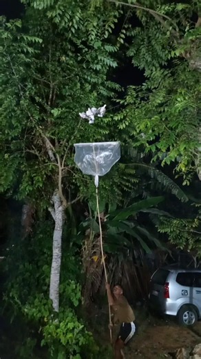 Who said catching a bird is difficult, pay attention to the trick 😱😱 #fypviral #shortvideo #nature