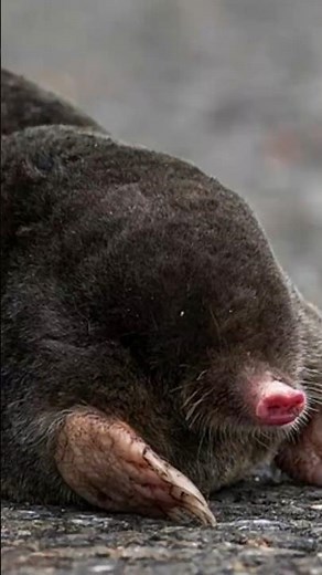 This Female Mammal Has Balls. Why? | gender bending | European mole