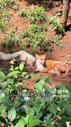 Adorable Foxes: Cute Moments With These Playful Creatures