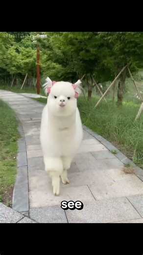 This Animal Looks Like a Goat… But It’s Actually an Alpaca!