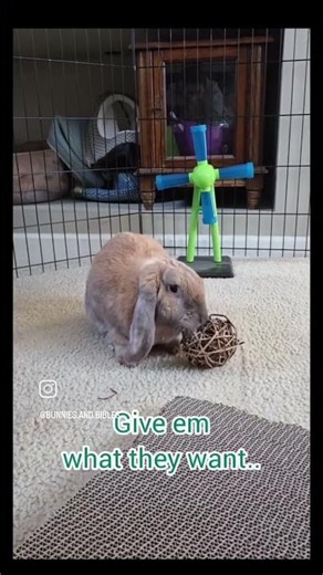 Bunny Toys, enrichment and more! #bunny #bunnycare #rabbit #rabbitcare