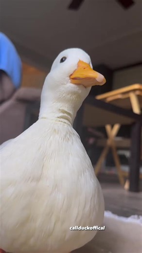Adorable Duck Memes and Funny Bird Moments