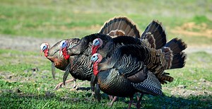 8 Best Turkey Choke Tubes