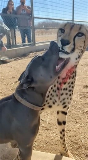 Pitbull Grabs Cheetah's Face and Won't Let Go #zoo #animalfight #animals