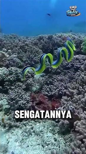 Dragon or Snail? The Most Beautiful Creature in the Ocean!