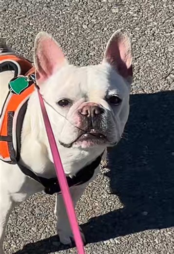 Spring has sprung #frenchbulldog #medellin #foryoupage #poop #frenchy