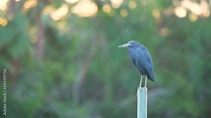 Little blue heron bird perching near lake water in Florida wetland