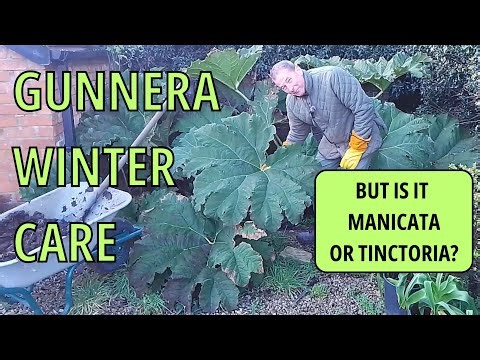 GUNNERA WINTER CARE how to winterise your gunnera