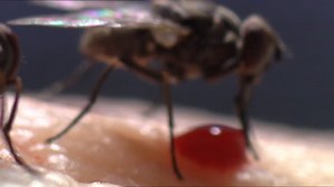 Stable Fly Stock Footage Video (100% Royalty-free) 3549635 | Shutterstock