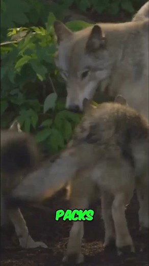 Inside the Wolf Pack: Hierarchy and Leadership Unveiled